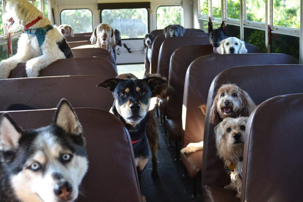 Правила перевоза багажа и домашних животных в такси 1 pravila perevoza bagazha i domashnih zhivotnyh v taksi